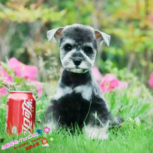 纯种雪纳瑞进口迷你雪纳瑞幼犬赛级雪纳瑞雪纳瑞幼犬宠物狗L1g