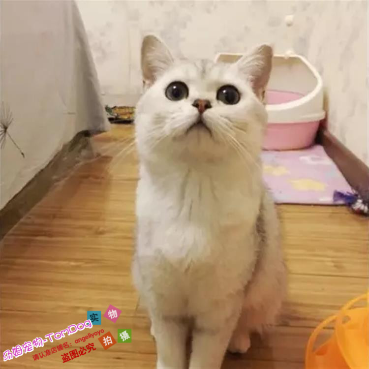 出售纯种活体渐层英国短毛猫