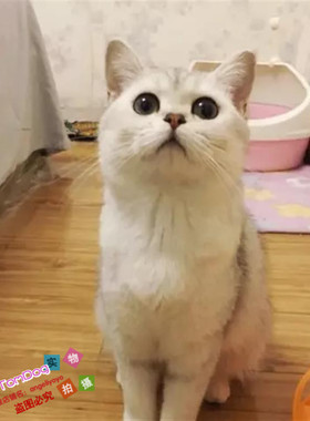 出售英国短毛猫纯种英短银渐层幼猫家养活体渐层宠物猫英短渐层g
