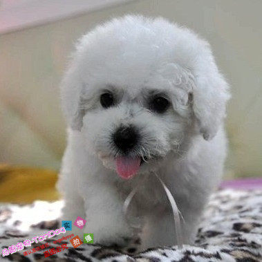 聪明活泼比熊幼犬活体宠物狗狗白色法国卷毛比熊犬家养纯种g,宠物/宠物食品及用品,狗狗,淘宝优惠券,粉丝福利购,淘宝优惠卷