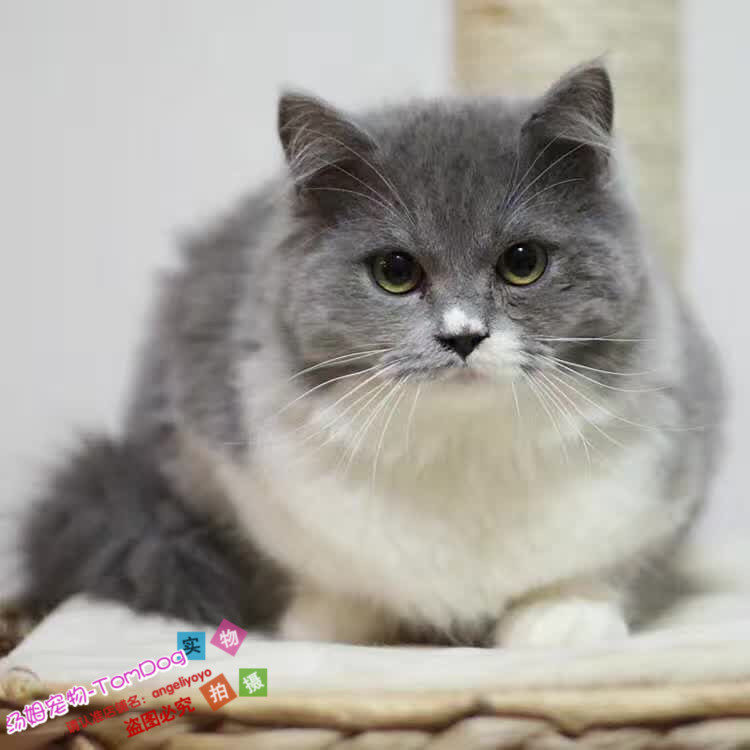 纯种英国短毛猫蓝白可爱小萌宠 英短蓝白宠物猫咪活体家养o