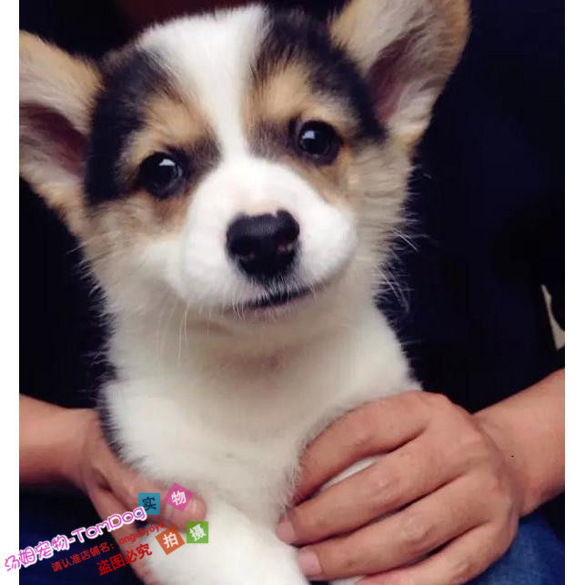 三色黄头黑色柯基狗狗血统纯正骨量大短腿柯基犬幼犬活体宠物狗g