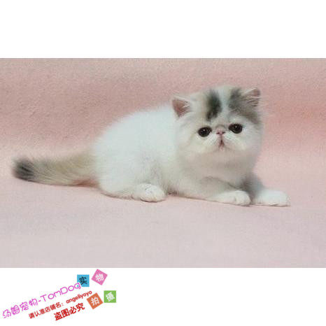 家养出售加菲猫宠物猫咪异国短毛猫家养纯种加菲幼猫活体妹妹g,宠物/宠物食品及用品,猫咪,淘宝优惠券,粉丝福利购,淘宝优惠卷