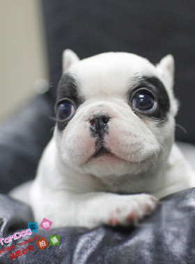 法斗纯种法国斗牛犬赛级法牛幼犬活体法斗法斗幼犬L008g