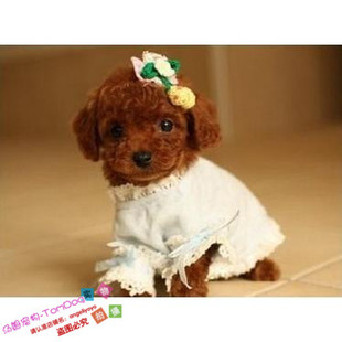 赛级红泰迪幼犬茶杯长不大的泰迪狗玩具型迷你赛级灰色贵宾52g