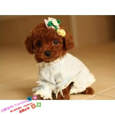 幼犬茶杯长不大灰色贵宾泰迪狗