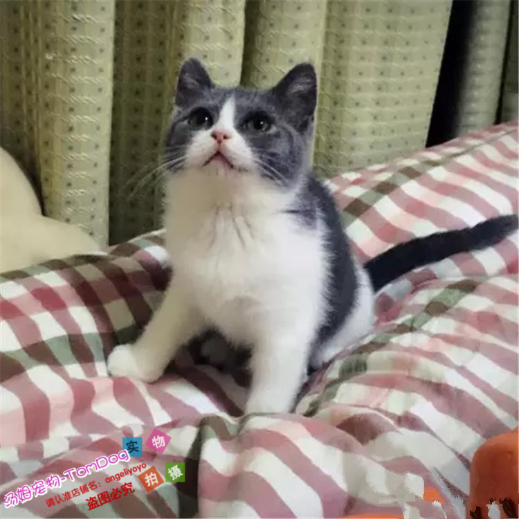 宠物幼猫活体纯种英国短毛蓝猫蓝白活体宠物猫各种品种猫咪出售g,宠物/宠物食品及用品,猫咪,淘宝优惠券,粉丝福利购,淘宝优惠卷