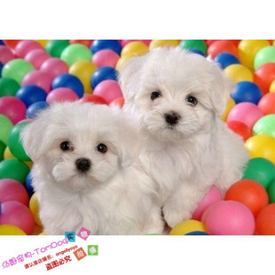 家养赛级活体家养马尔济斯幼犬宠物狗狗纯种血统马尔济斯犬g