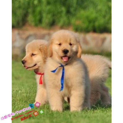 出售纯种金毛犬美系金毛幼犬宠物狗狗活体中型犬家养温顺聪明g