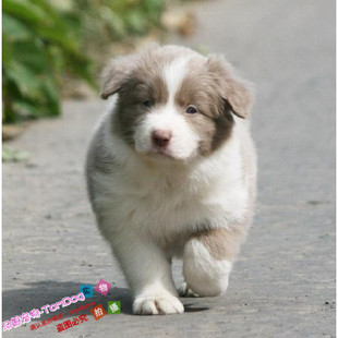 赛级边境牧羊犬纯种幼犬双血统红色边牧狗狗咖啡色棕色品相好g