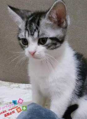 虎斑活体美国短毛猫
