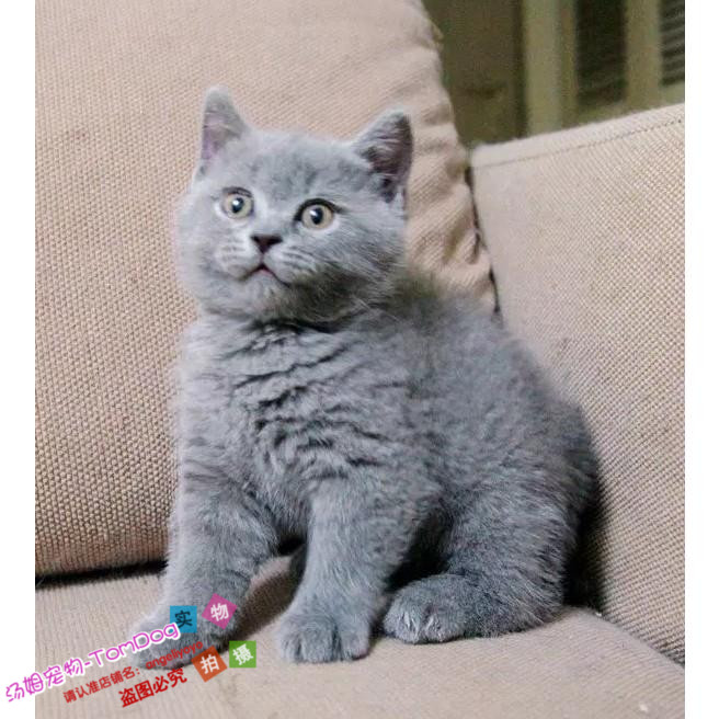 赛级包子脸英短蓝猫可爱粘人纯种英国短毛猫短耳猫英