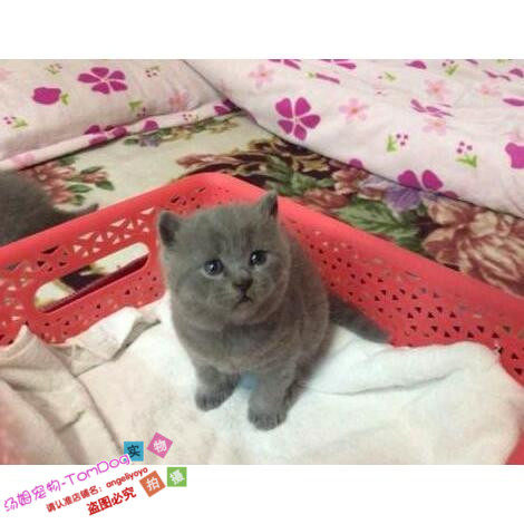 英国短毛猫蓝猫猫咪小猫宠物猫短毛猫英短活体立耳英国折耳蓝猫g,宠物/宠物食品及用品,猫咪,淘宝优惠券,粉丝福利购,淘宝优惠卷