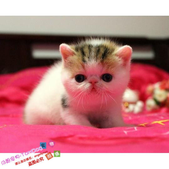 宠物猫异短加菲猫活体幼猫纯种加菲异国短毛猫幼猫出售DDg,宠物/宠物食品及用品,猫咪,淘宝优惠券,粉丝福利购,淘宝优惠卷