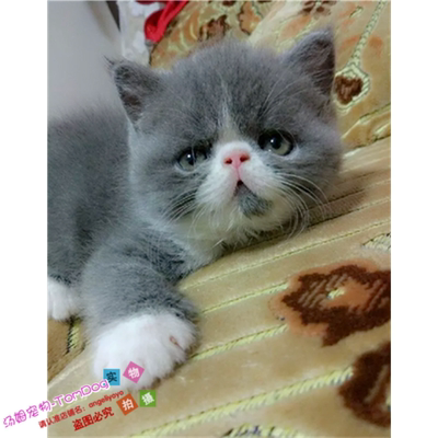 出售猫咪活体加菲猫活体幼猫纯种宠物猫异国短毛猫蓝白加菲弟弟g