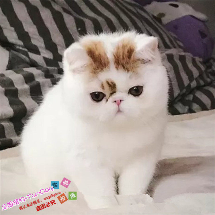 纯种加菲猫幼猫活体乳色加菲猫短毛猫活体猫异国短毛猫加菲猫g