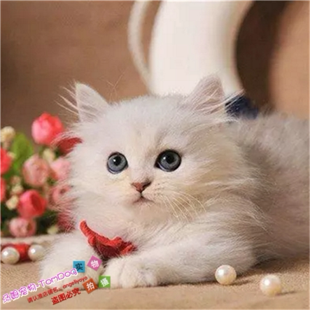 纯种金吉拉立耳猫金吉拉活体猫长毛猫幼猫宠物猫活体高地金吉拉e