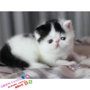 加菲猫宠物猫异国短毛猫家养纯种幼猫活体宠物加菲猫支持支付宝g