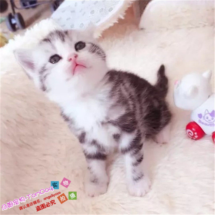 出售宠物猫幼猫活体美短加白美国短毛猫美短加白起司猫g,宠物/宠物食品及用品,猫咪,淘宝优惠券,粉丝福利购,淘宝优惠卷