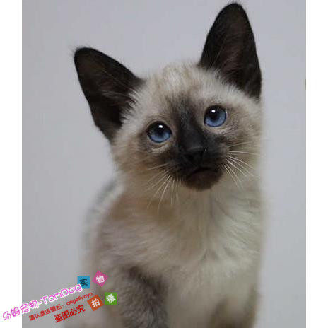 注册猫舍出售泰国暹罗猫活体幼猫挖煤工猫活体宠物猫活体可视频g