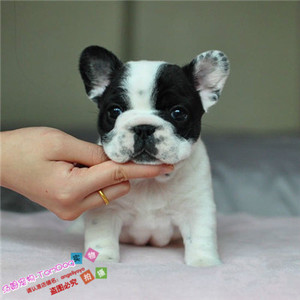 纯种活体法国斗牛犬法斗法牛活体赛级幼犬宠物狗狗出售10g