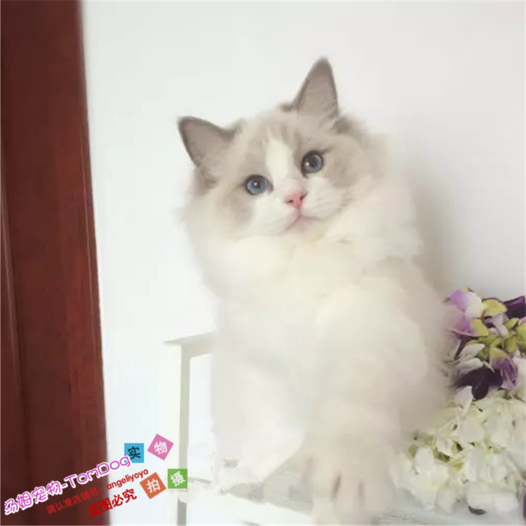 纯种蓝眼布偶猫活体幼猫海豹双色满背奶油色幼崽布偶宠物猫出售e