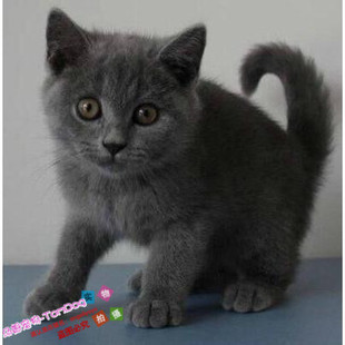 预售英短蓝猫纯种英国短毛猫活体短毛立耳折耳活体幼猫幼崽小猫g
