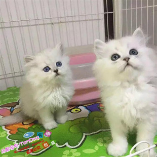出售纯种家养金吉拉幼猫长毛猫银渐层宠物猫活体猫咪波斯猫幼猫g