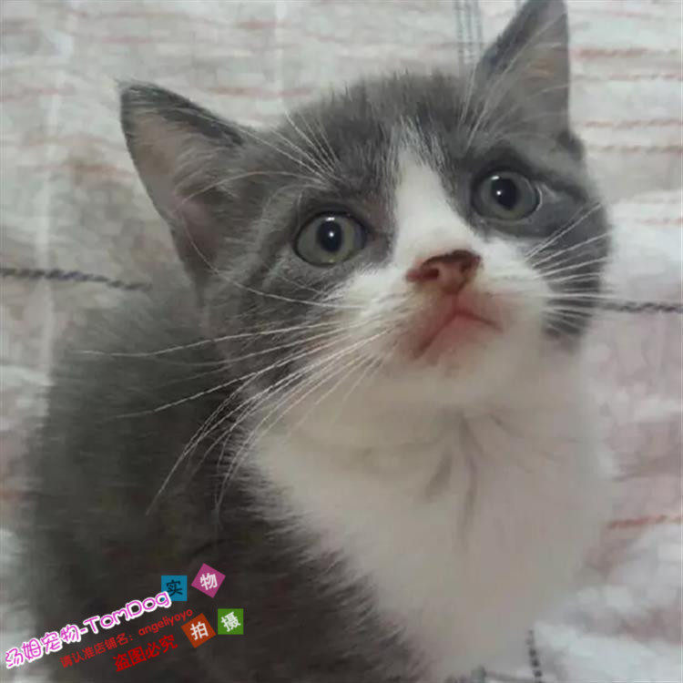 英短蓝白弟弟正八字脸个人猫舍繁殖纯种宠物猫咪活体幼猫低价g