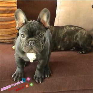 纯种活体法国斗牛犬法斗法牛活体赛级幼犬宠物狗狗出售46g
