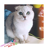 纯种银渐层猫折耳猫英国短毛猫幼猫活体幼崽宠物猫苏格兰折耳猫g