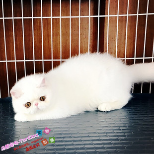 纯白色加菲猫活体异国短毛猫全白加菲活体幼猫纯种家养加菲猫g