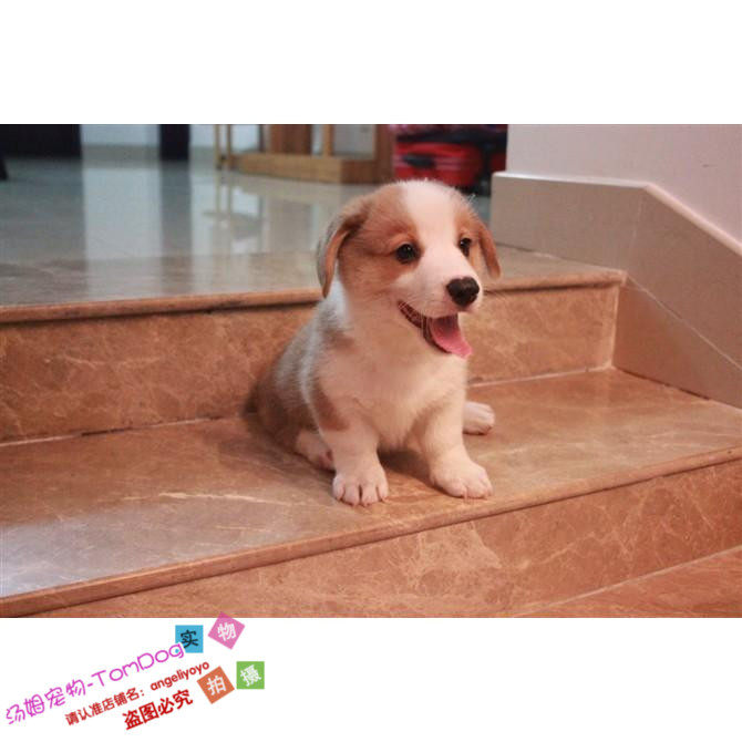 纯种血统威尔士柯基犬幼犬出售赛级卡迪根柯基犬活体宠物狗g