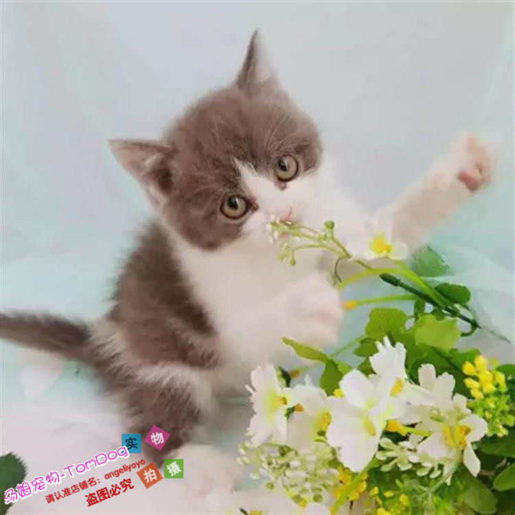 出售宠物猫活体英国短毛蓝猫八字脸英短蓝白幼猫纯种蓝白英短g