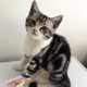 宠物猫幼猫活体美短加白美国短毛猫加白美短加白起司猫g