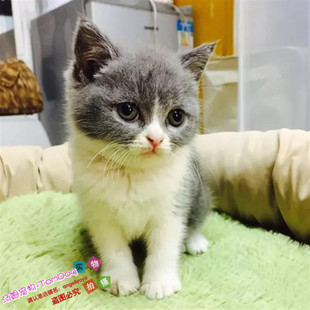 出售英短宠物猫纯种英国短毛猫英短蓝白立耳活体幼猫双色英短猫g