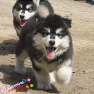 专业家养宠物狗帅气阿拉斯加雪橇犬幼犬狗狗活体宠物狗狗出售g