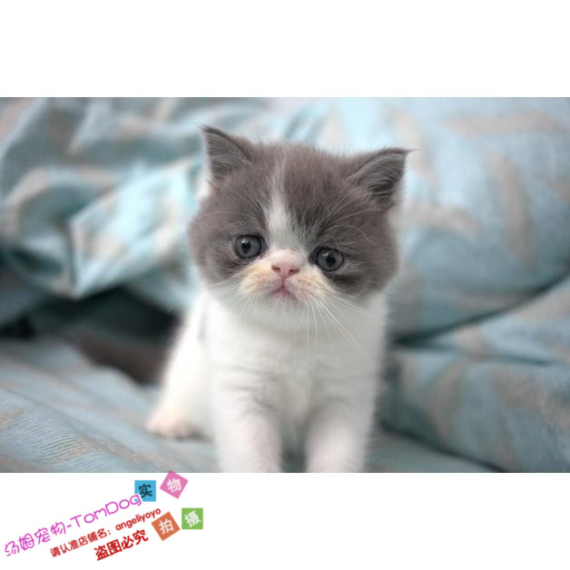 包子脸活体异国短毛猫