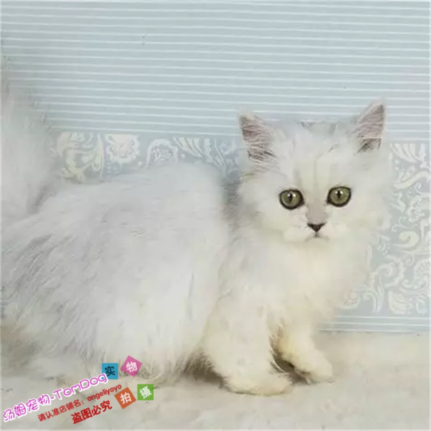 金吉拉猫纯种家养金吉拉幼猫金吉拉猫长毛猫绿眼猫宠物猫活体o