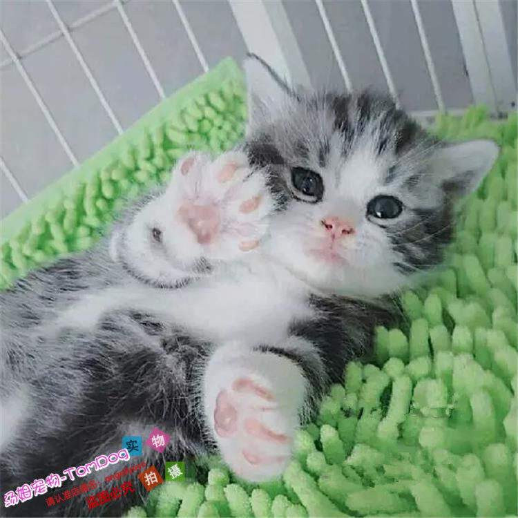 出售美国短毛猫活体幼猫纯种宠物猫美短银虎斑加白美短起司猫g,宠物/宠物食品及用品,猫咪,淘宝优惠券,粉丝福利购,淘宝优惠卷