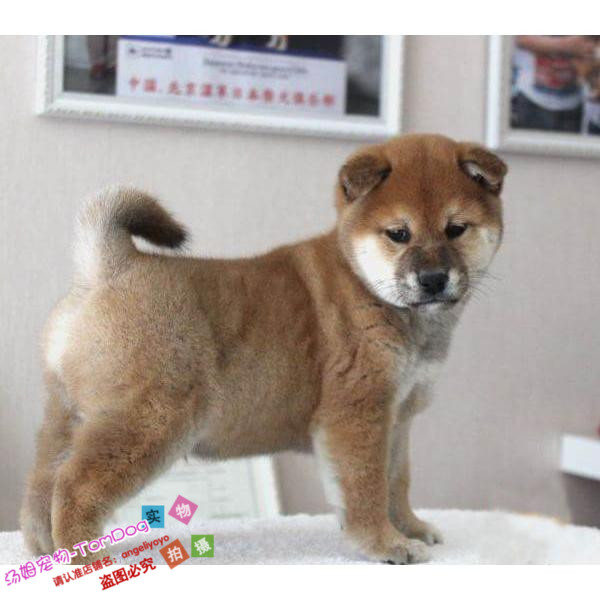 纯种棕色赤色日系柴犬幼犬品相好骨量大包子脸逗逼神烦全国发货y