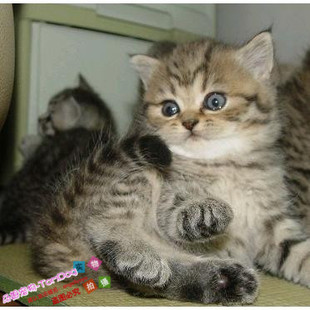 英国短毛猫金渐层英短猫活体金渐层英短猫幼猫金渐层英短宠物猫g