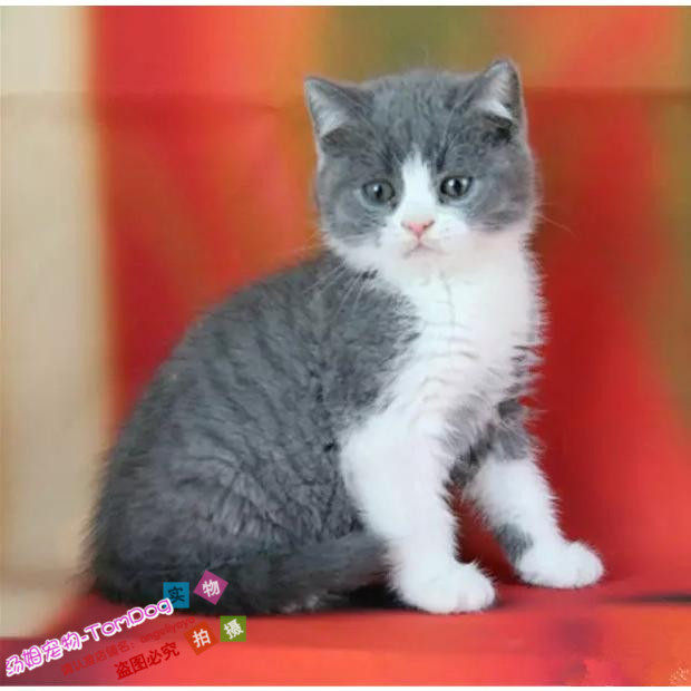 出售纯种英国短毛猫英短蓝猫蓝白正八字粉鼻头蓝猫活体宠物g