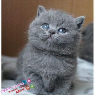 出售家养英短猫纯种蓝猫英国短毛猫幼猫活体宠物猫英短折耳猫g