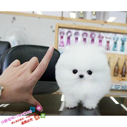 纯种哈多利球体白色博美幼犬长不大迷你袖珍犬宠物狗狗0g,宠物/宠物食品及用品,狗狗,淘宝优惠券,粉丝福利购,淘宝优惠卷
