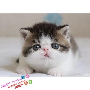 加菲猫宠物猫咪异国短毛猫家养纯种幼猫活体可爱加菲猫出售赛级g