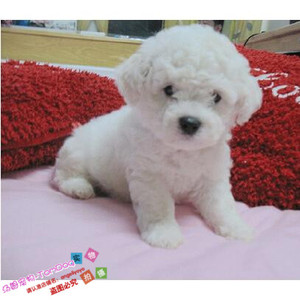 纯种活体法国卷毛比熊犬幼犬茶杯犬迷你型家养赛级幼狗比熊犬6g