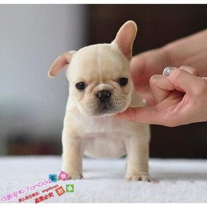 纯种活体法国斗牛犬奶油牛宝宝苹果头扁脸可爱憨态可掬公母都有g