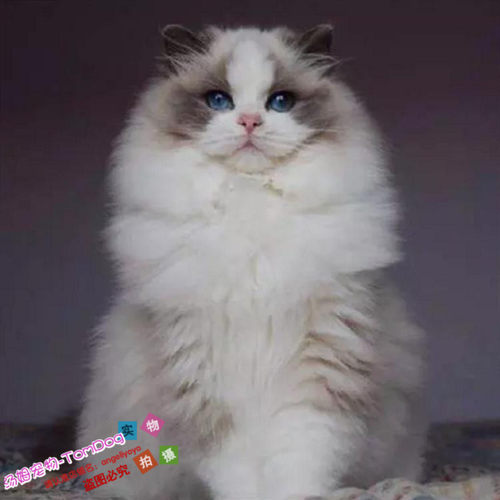 赛级纯种布偶猫活体蓝双色海豹重点色手套色布偶幼猫宠物猫出售g - 封面