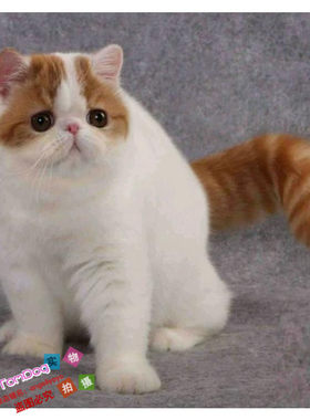 加菲猫幼崽纯种宠物猫活体幼猫